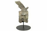 Sauropod (Camarasaurus) Caudal Vertebra - Absolutely Massive #209202-2